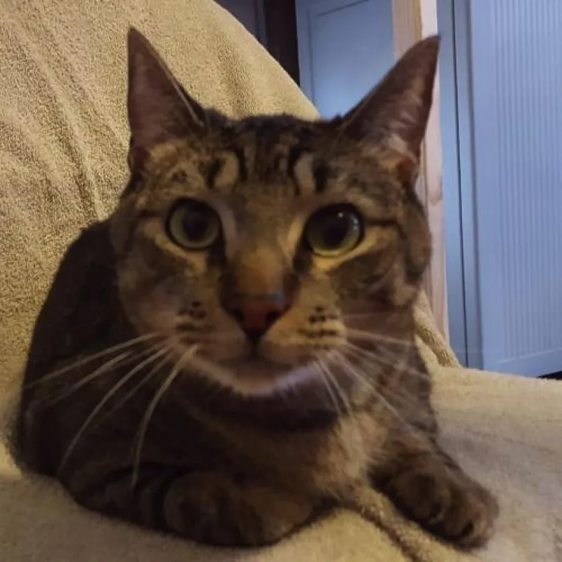 Capt Hook thumbnail 2