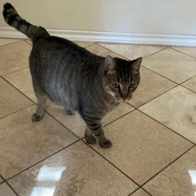 Capt Hook thumbnail 3