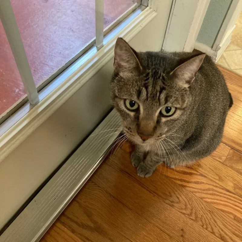 Capt Hook thumbnail 5