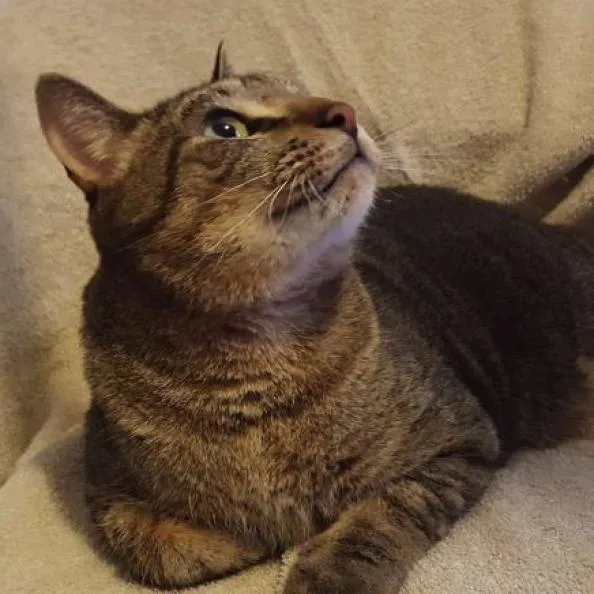 Capt Hook thumbnail 6