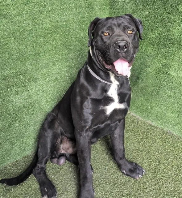 An adult extra large-sized male Cane Corso dog named Midnight for adoption in Lancaster, CA