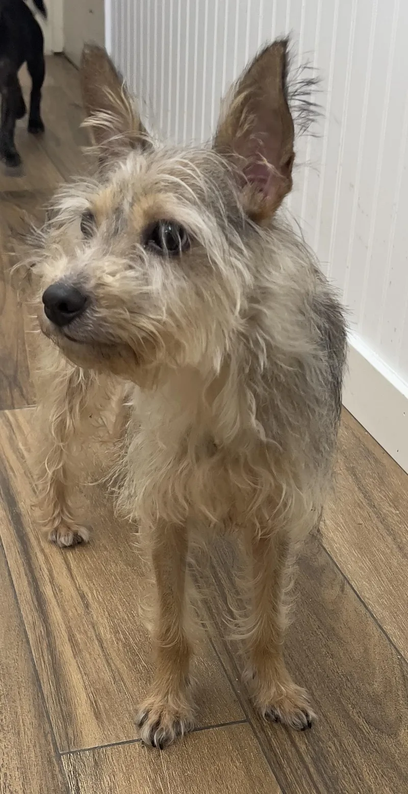 An adult small-sized female Gray / Blue / Silver Yorkshire Terrier dog named Mookie for adoption in Los Angeles, CA