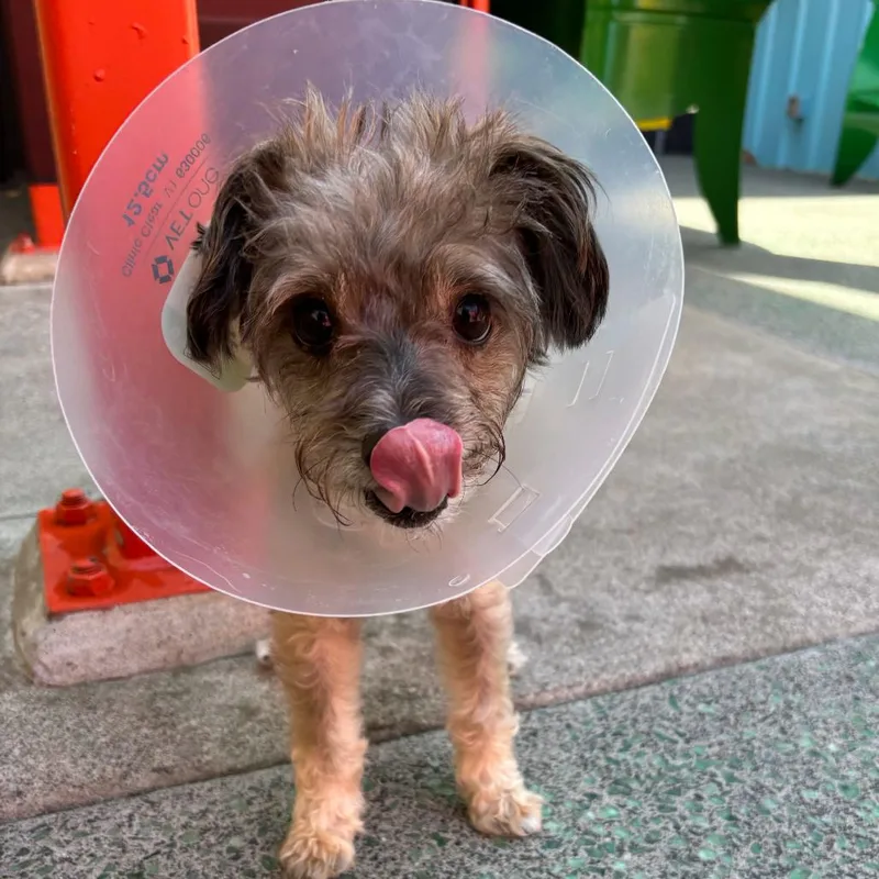 A senior small-sized male Gray / Blue / Silver Miniature Schnauzer dog named PacSun for adoption in San Francisco, CA