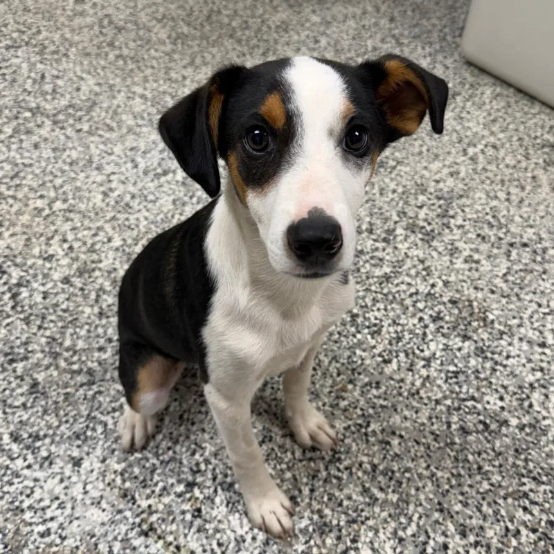 A baby small-sized male Black Jack Russell Terrier dog named Diablo for adoption in Stillwater, OK