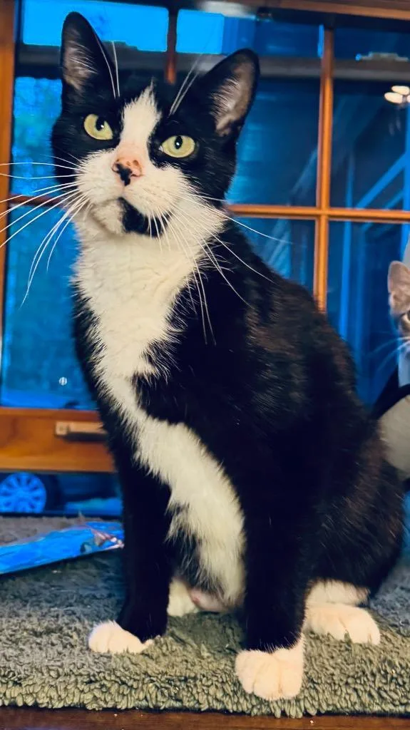 A young large-sized female Domestic Short Hair cat named Sedona for adoption in Ewing, NJ