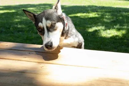 An adult large-sized male Husky dog named Koda for adoption in Kansas City, MO