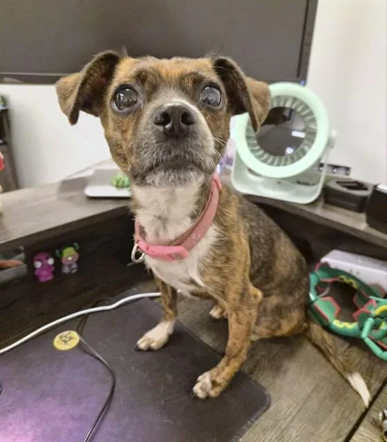 An adult small-sized female Chihuahua dog named Pickles for adoption in Fort Lauderdale, FL