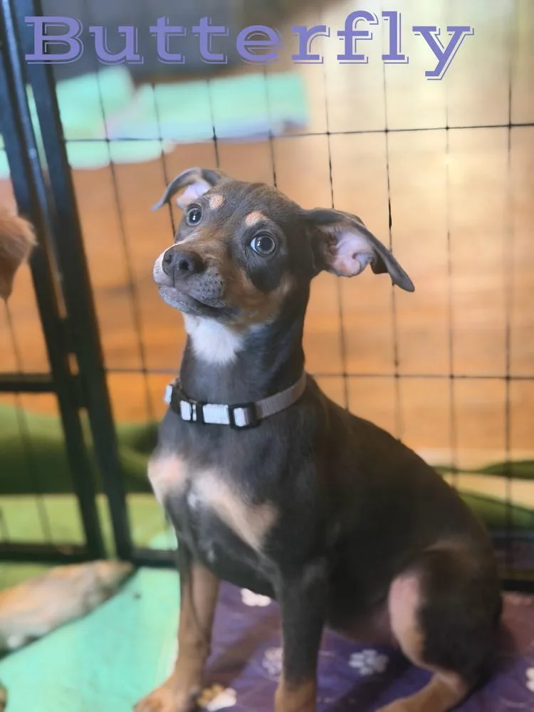 A baby small-sized female Brown / Chocolate Chihuahua dog named Butterfly for adoption in Pleasant Hill, CA