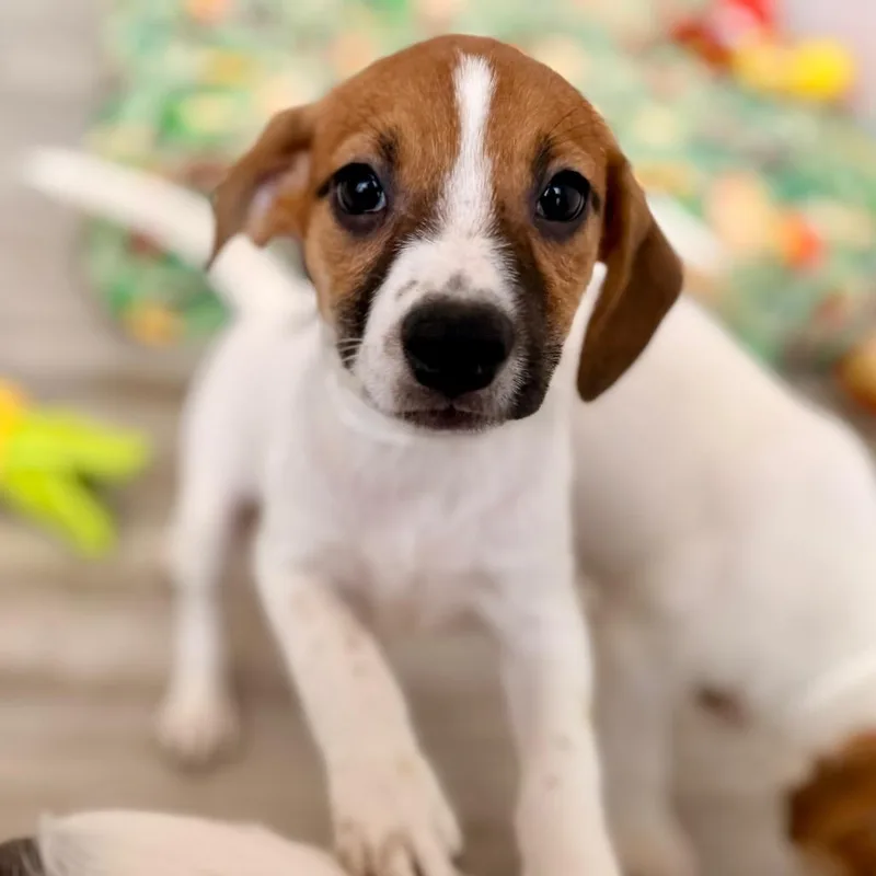 A baby small-sized female White / Cream Chihuahua dog named Orla for adoption in Green Bay, WI