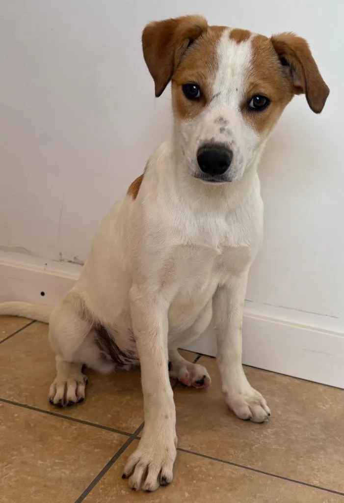 Ful Medames thumbnail 3