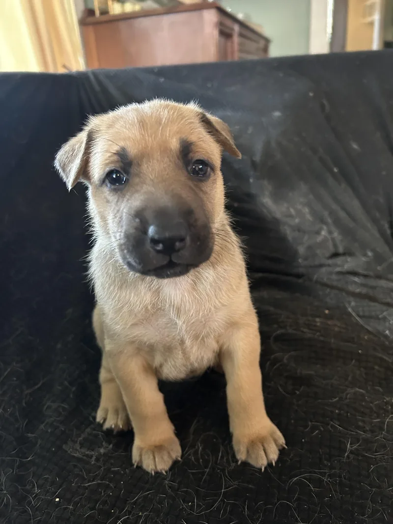 Myla