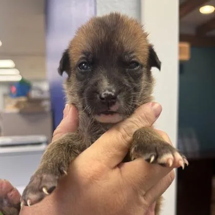 A baby small-sized female Chihuahua dog named Satin for adoption in Morton Grove, IL