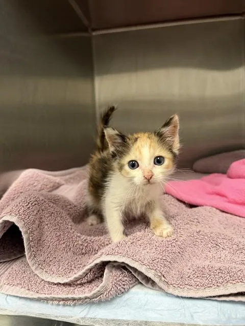 A baby small-sized female Domestic Short Hair cat named Mary Kay for adoption in Ontario, CA