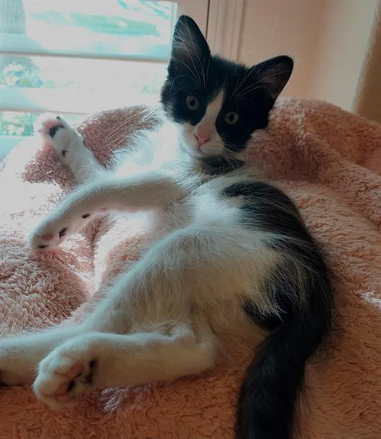 A baby small-sized male Domestic Short Hair cat named Dewey for adoption in Sacramento, CA