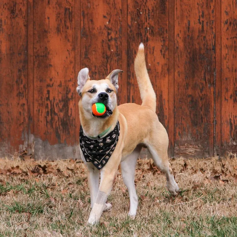 Bowie Aka Bo thumbnail 2