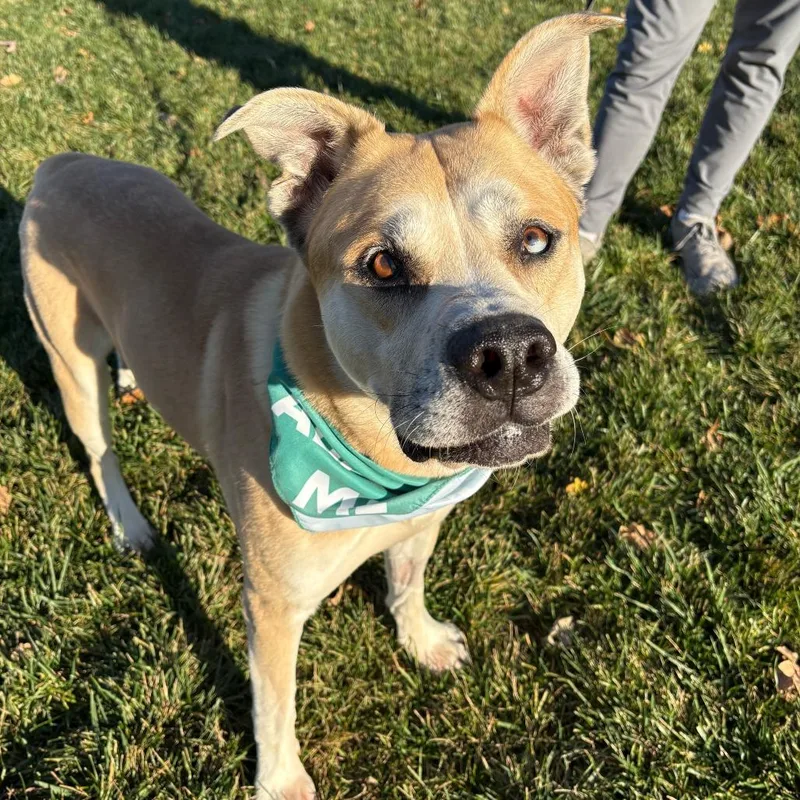 Bowie Aka Bo thumbnail 3