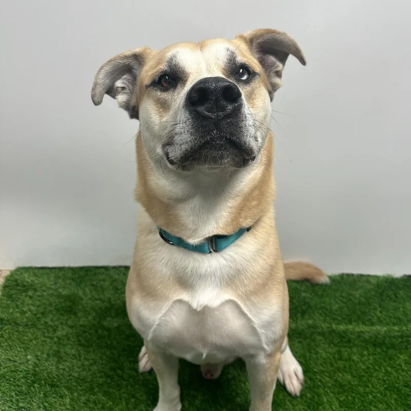 Bowie Aka Bo thumbnail 4