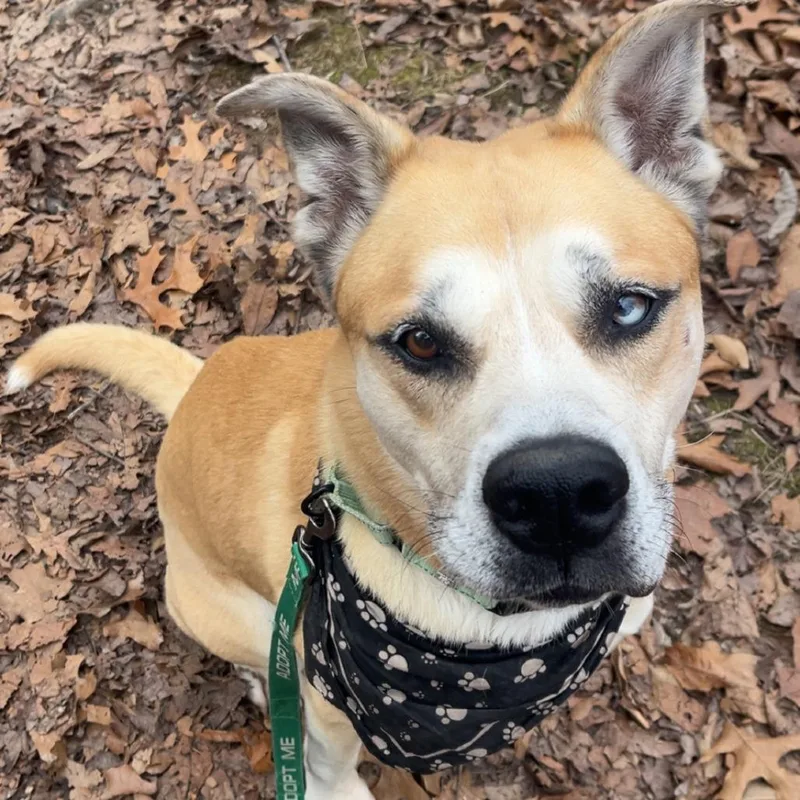 Bowie Aka Bo thumbnail 5