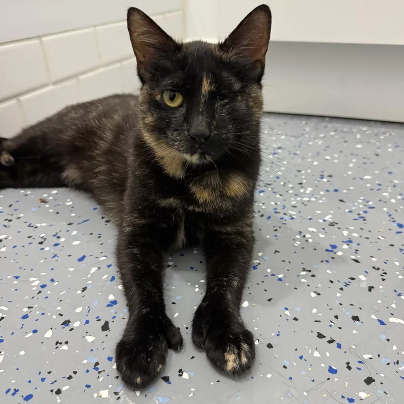 A young medium-sized female Tortoiseshell American Shorthair cat named Georgette for adoption in Bronx, NY