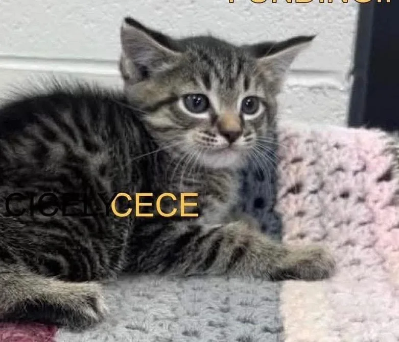 A baby large-sized male Domestic Short Hair cat named CeCe for adoption in Dalton, GA