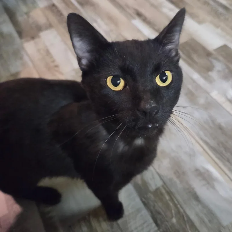 A young medium-sized male Domestic Short Hair cat named Scar for adoption in Normal, IL