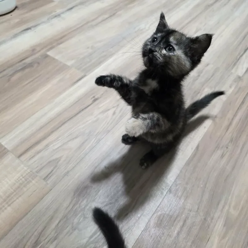 A baby small-sized female Tortoiseshell Domestic Short Hair cat named Torite for adoption in Maple Falls, WA