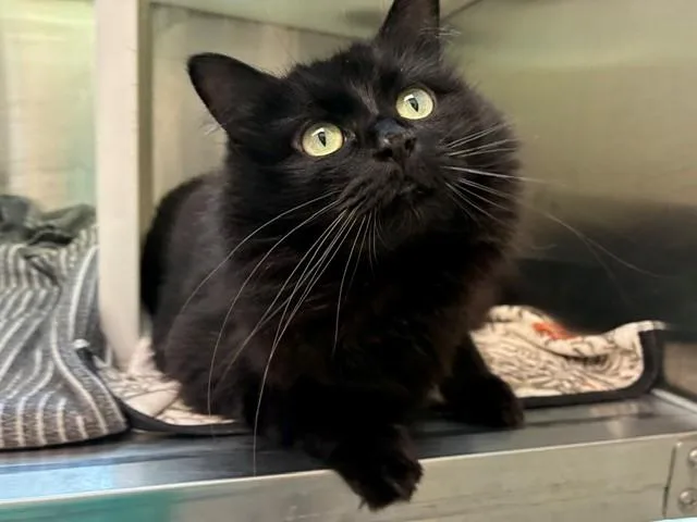 An adult large-sized female Domestic Long Hair cat named Olivia for adoption in Brighton, CO