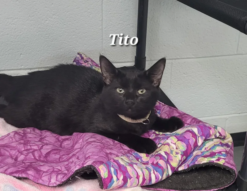 Tito thumbnail 3