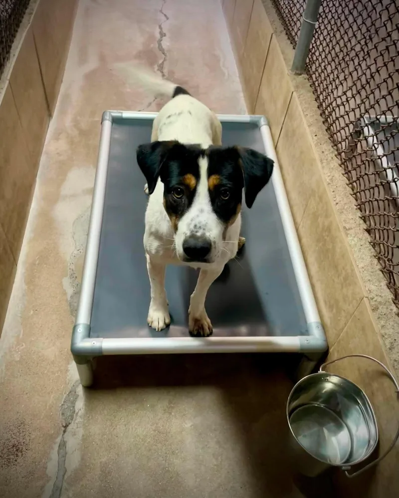 A young medium-sized male Tricolor (Brown, Black, & White) Black and Tan Coonhound dog named Dignity for adoption in Phoenix, AZ