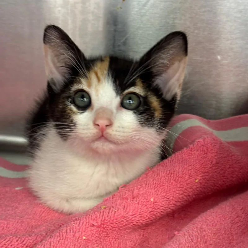 A baby small-sized female Calico Domestic Short Hair cat named Solstice for adoption in Los Angeles, CA