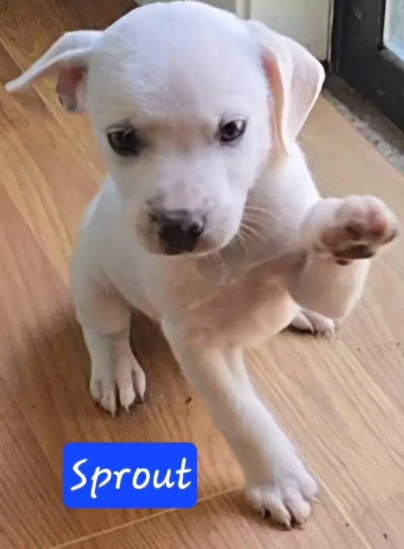 Sprout