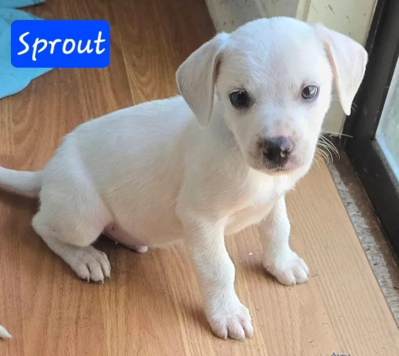 Sprout thumbnail 5