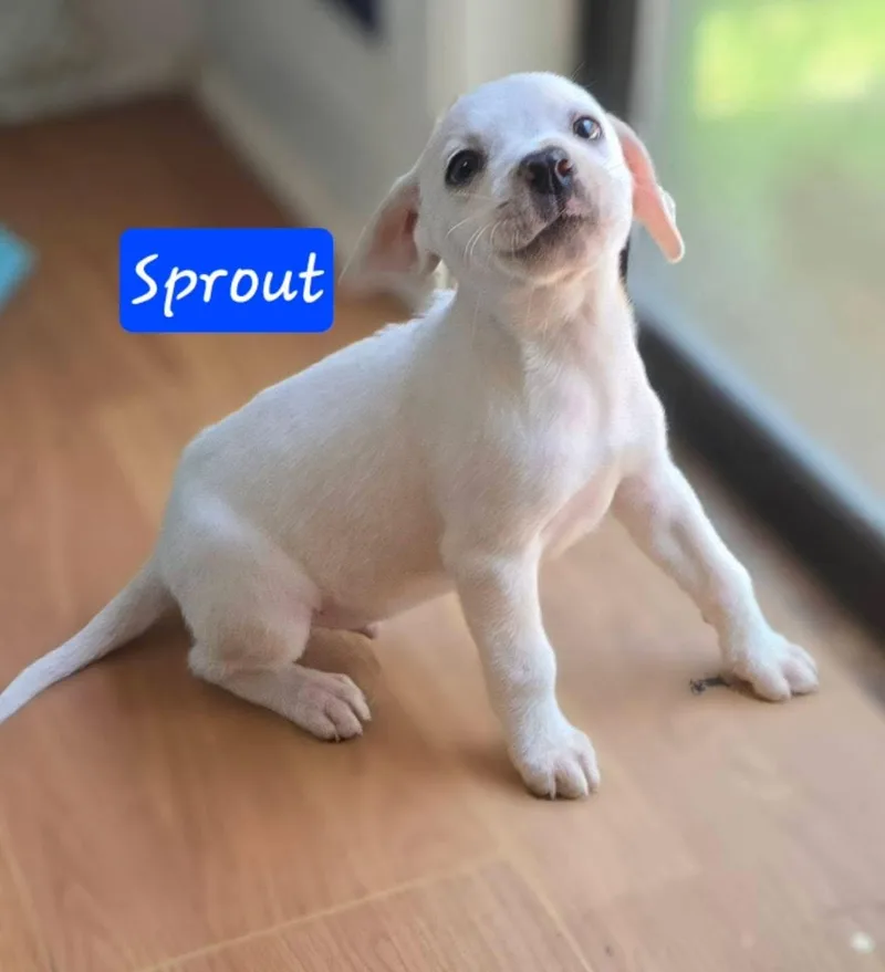 Sprout thumbnail 6