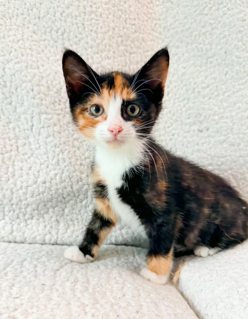 A baby medium-sized female Calico cat named Bougie for adoption in Mullica Hill, NJ