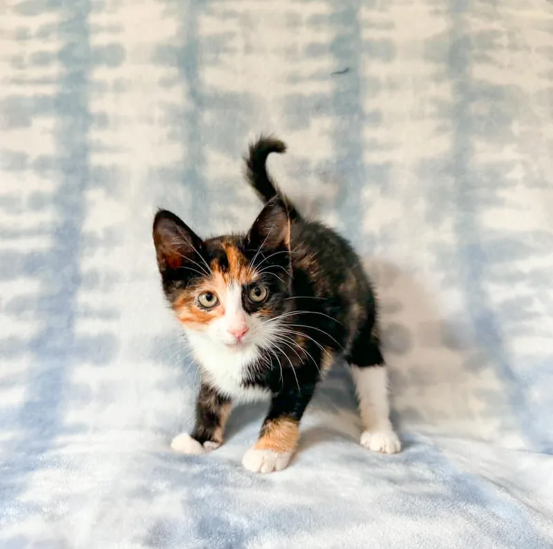 Bougie thumbnail 3