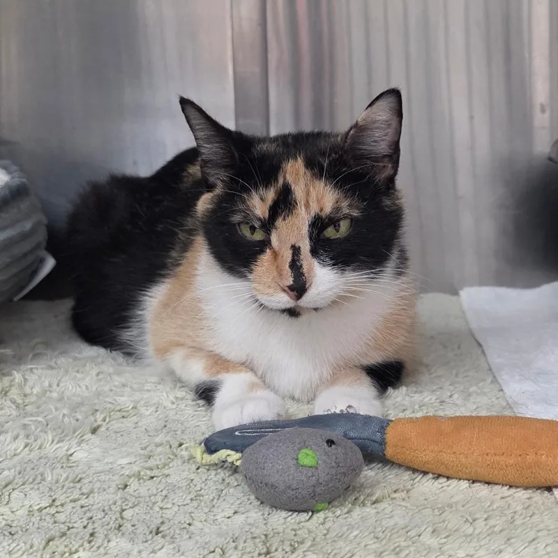 An adult medium-sized female Calico Domestic Short Hair cat named Scarlet for adoption in Port Charlotte, FL