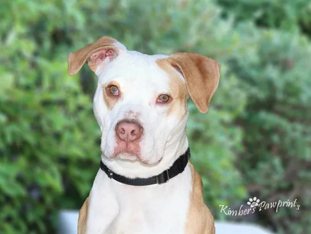 A young medium-sized male Labrador Retriever dog named Flynn for adoption in Omaha, NE