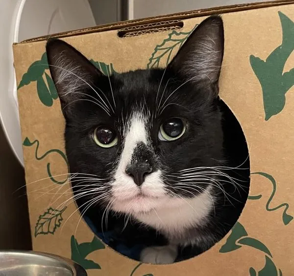An adult medium-sized male Domestic Short Hair cat named Oreo for adoption in Troutdale, OR