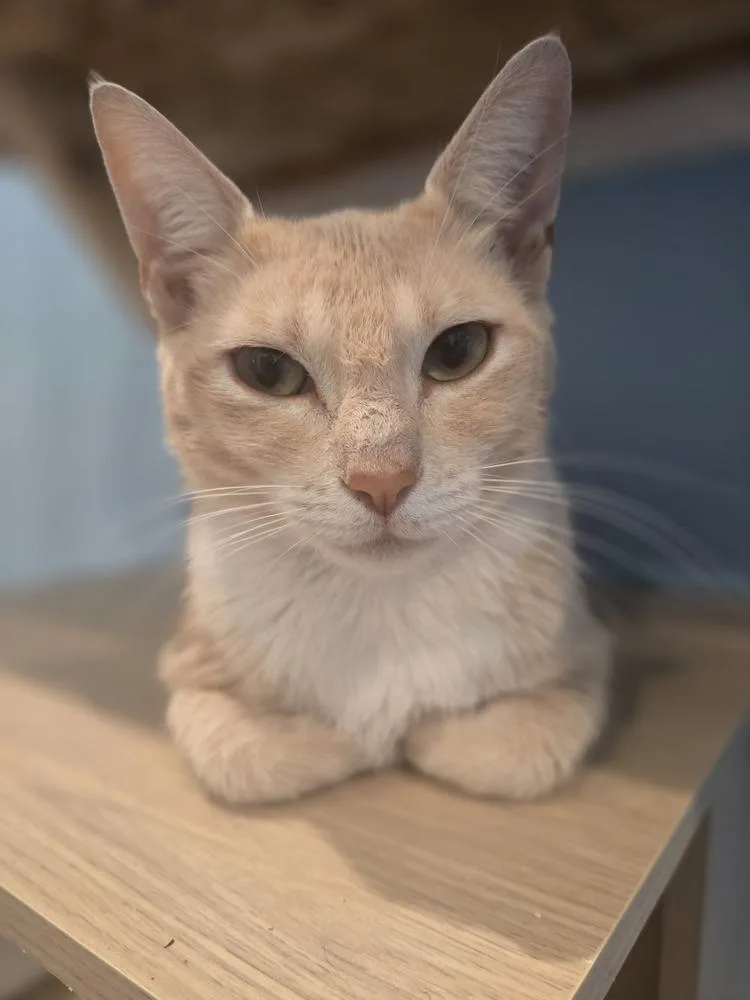An adult large-sized female Domestic Short Hair cat named Enid for adoption in Vancouver, WA