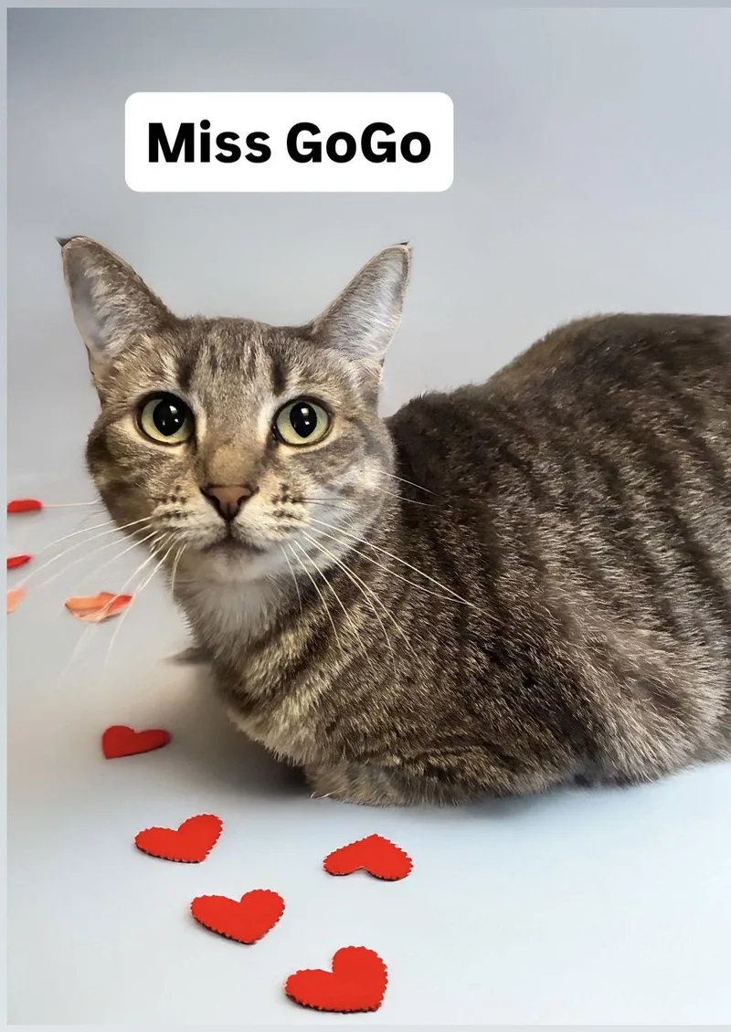 Miss Gogo At Martinez thumbnail 2