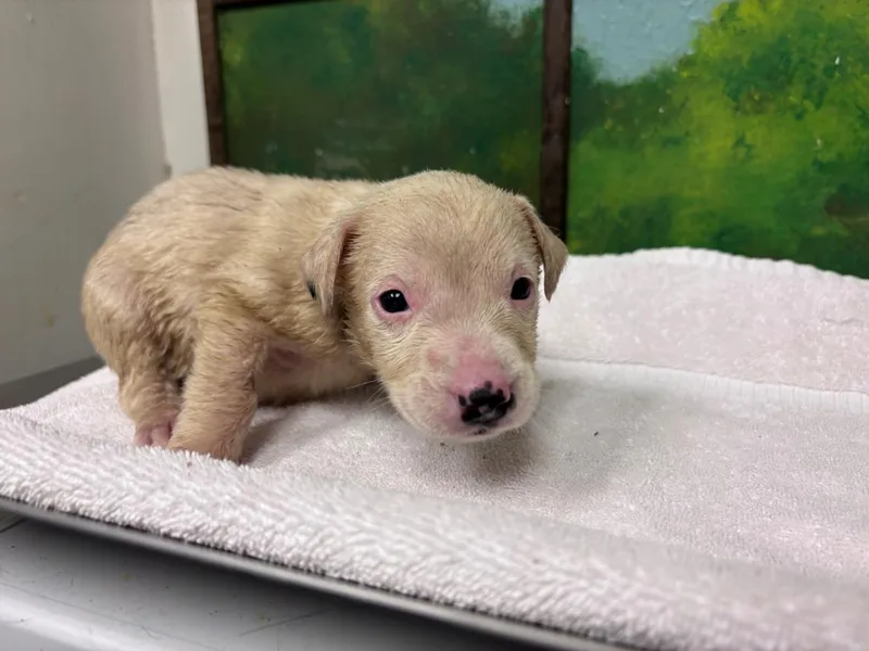 A baby small-sized female German Shepherd Dog dog named Dana for adoption in Houston, TX