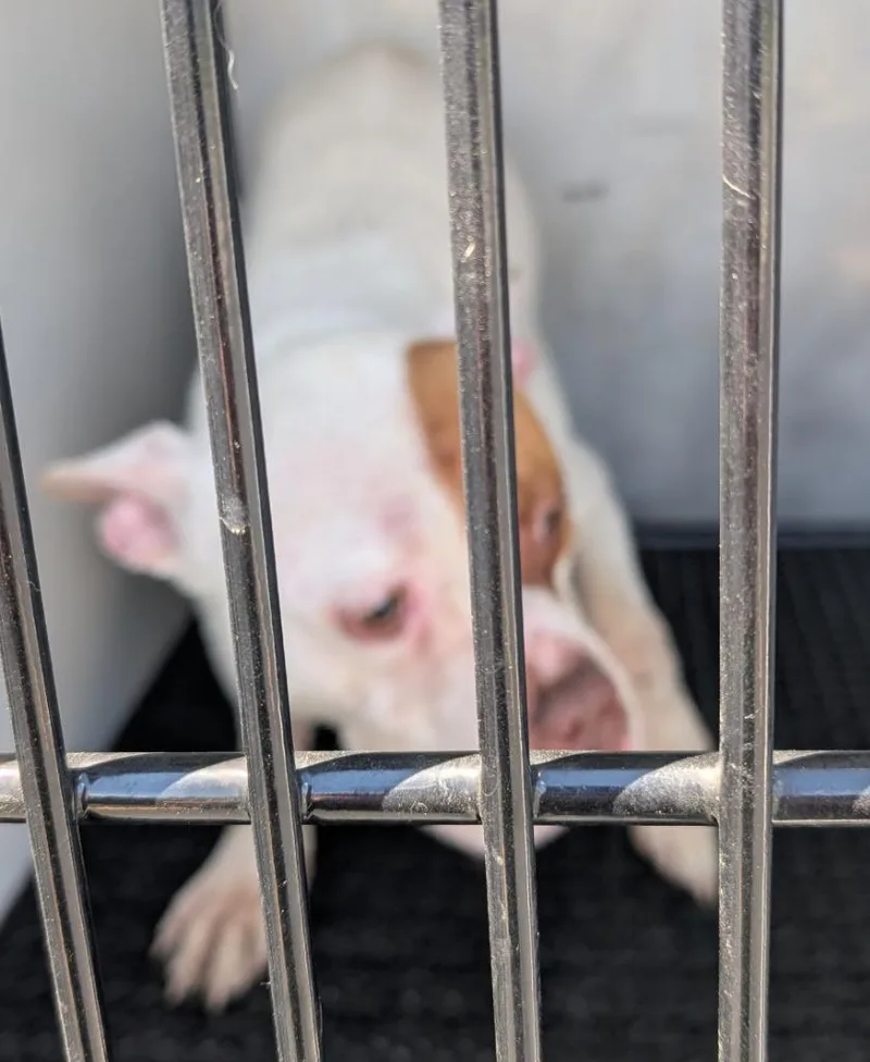 A young medium-sized male Pit Bull Terrier dog named Petee for adoption in Vineland, NJ