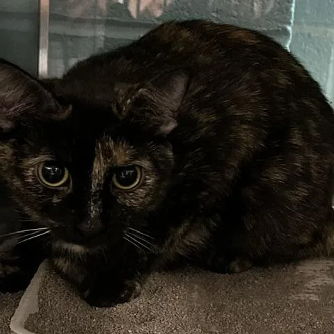 An adult medium-sized female Tortoiseshell Domestic Short Hair cat named Reeses for adoption in Baltimore, MD