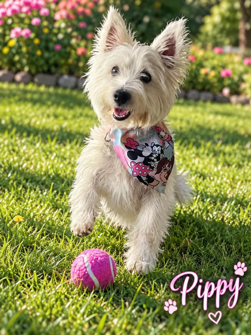 Puppy The Stunning