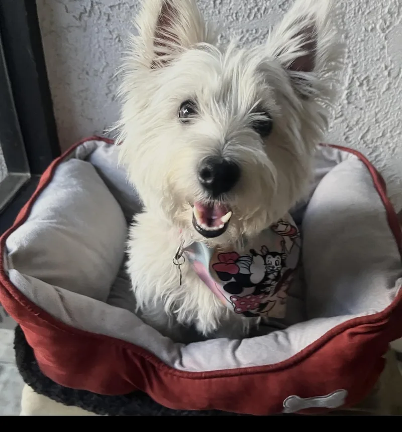 Puppy  The Stunning thumbnail 3