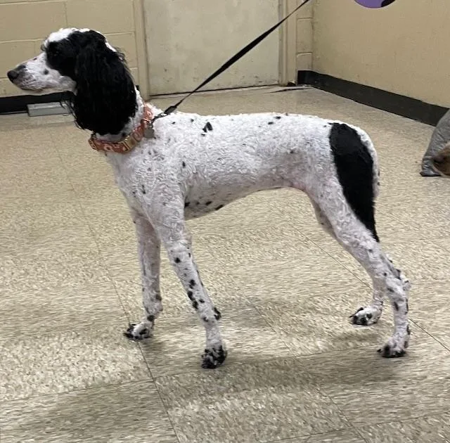 Savannah thumbnail 2