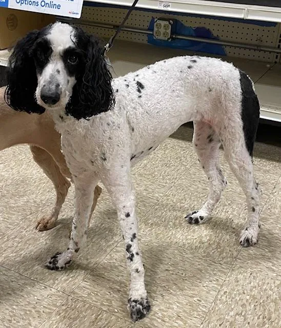 Savannah thumbnail 4