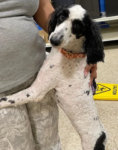 Savannah thumbnail 5