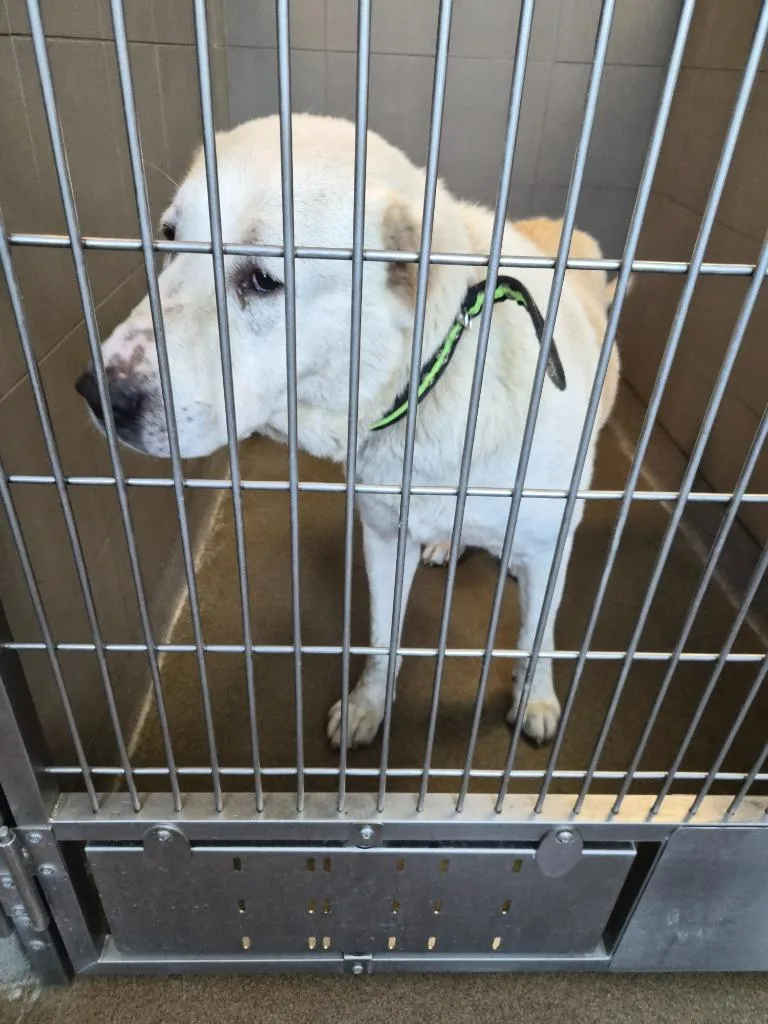 A young medium-sized female Mixed Breed dog named Sasha for adoption in Rome, GA