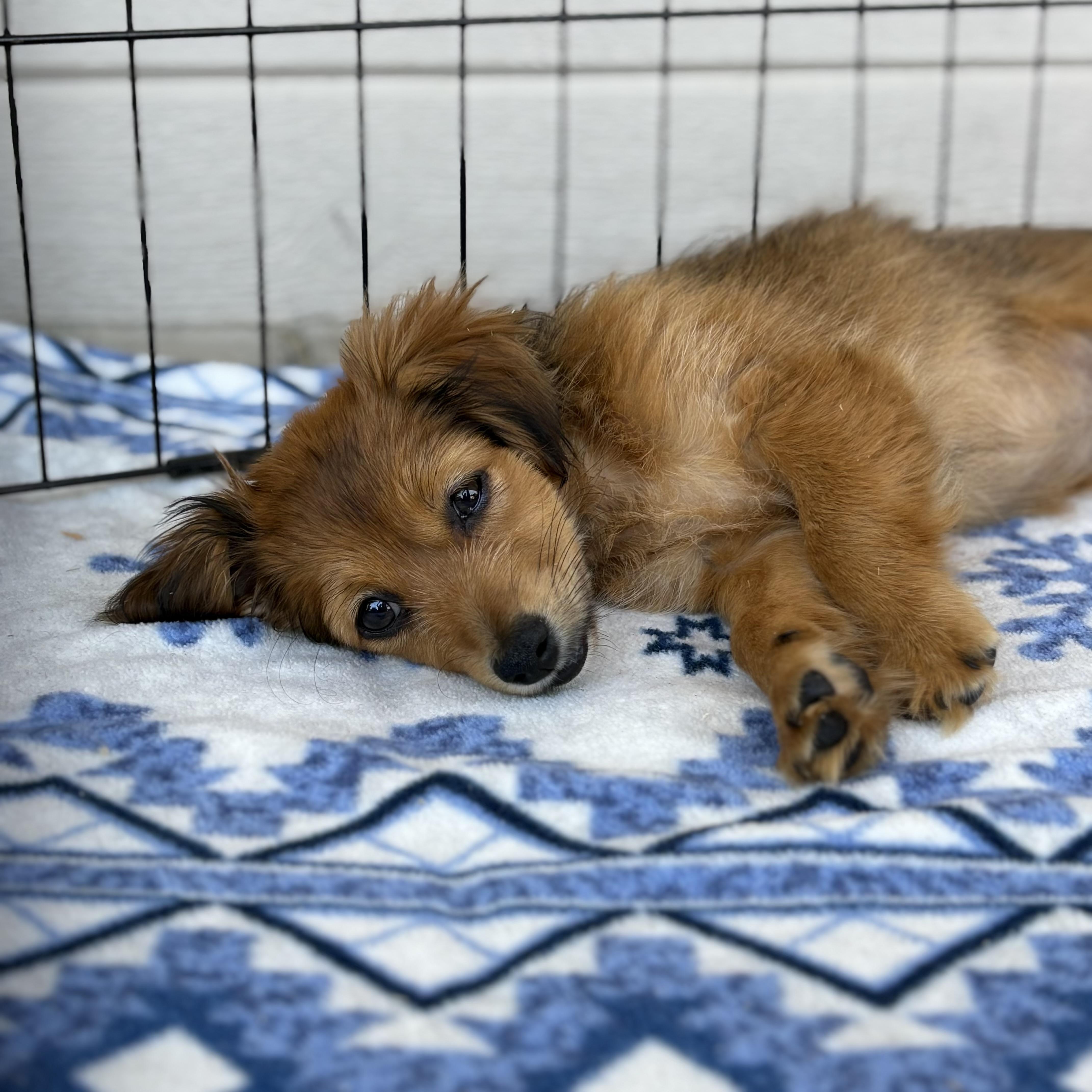 A baby small-sized female Sable Dachshund dog named Lolli for adoption in Encino, CA